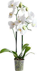 First Choice Orchid Plant, Easy to Care For, in Elegant Packaging. Ideal for Gifting on Any Occasion.